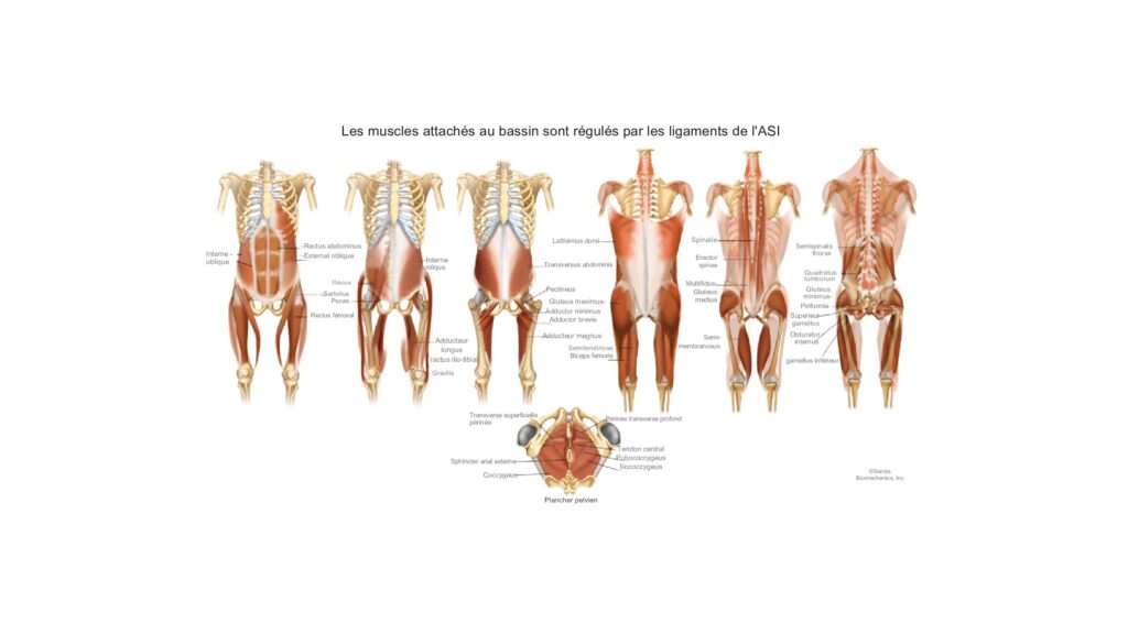 SCREWED Fusion Bilat Originally Published in THE AMERICAN CHIROPRACTOR 1 pdf