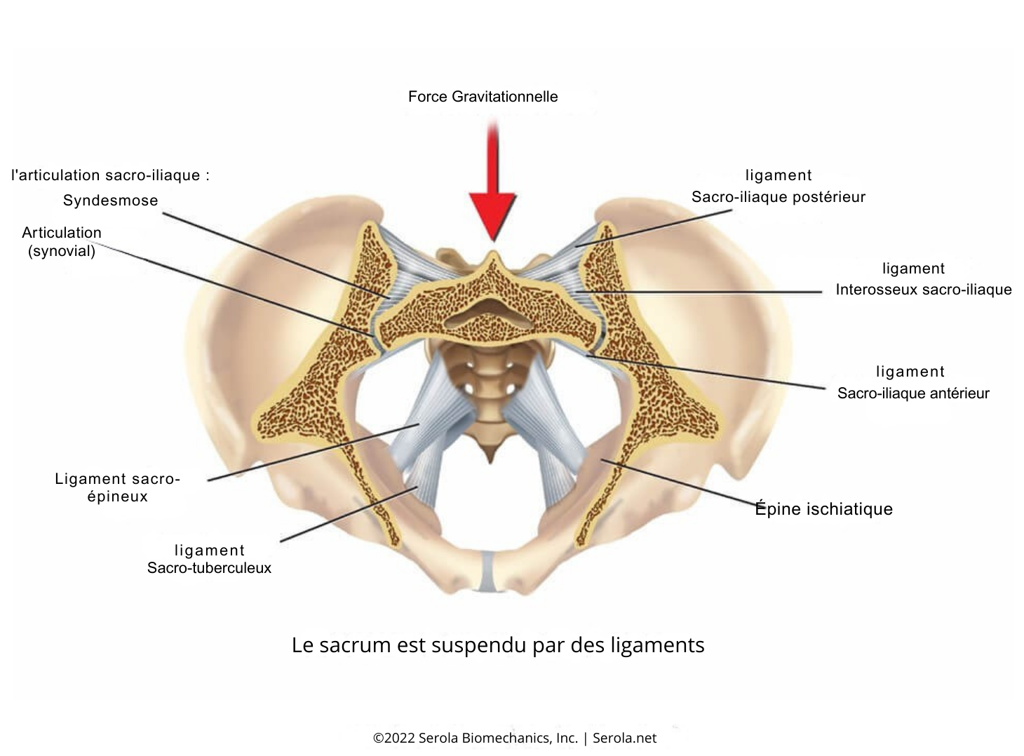 Le Paradoxe du sacrum : Stabilité ou Suspension ? 4 Sacrum 2.0.png e1744628306561