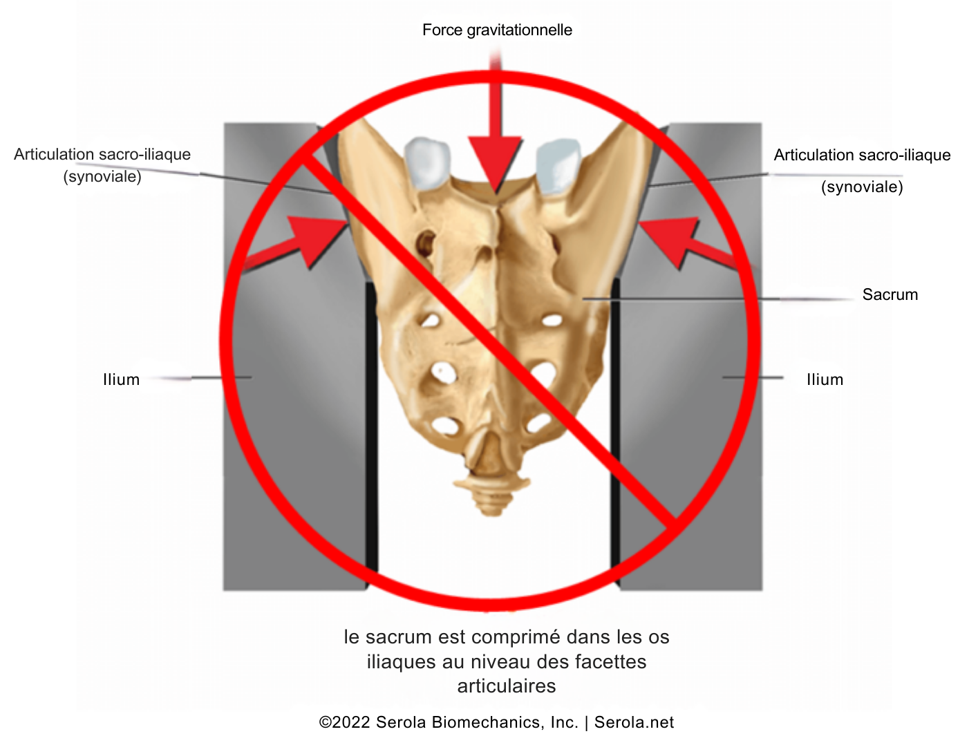 Le Paradoxe du sacrum : Stabilité ou Suspension ? 3 Sacrum.png e1744628099489
